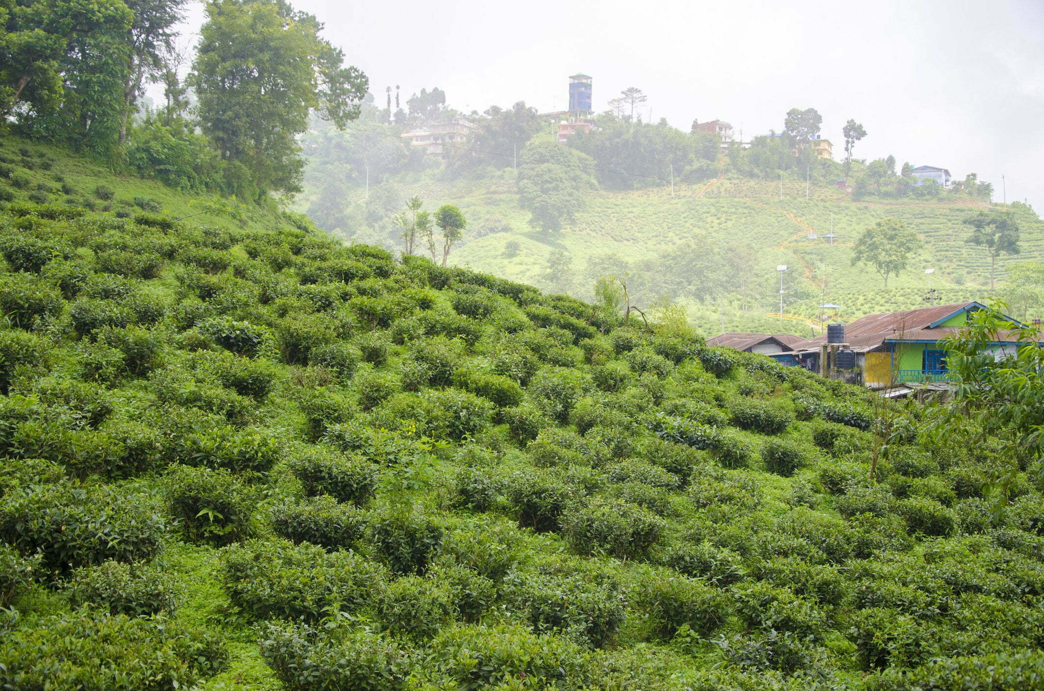 coffee farm, coffee farm in nepal