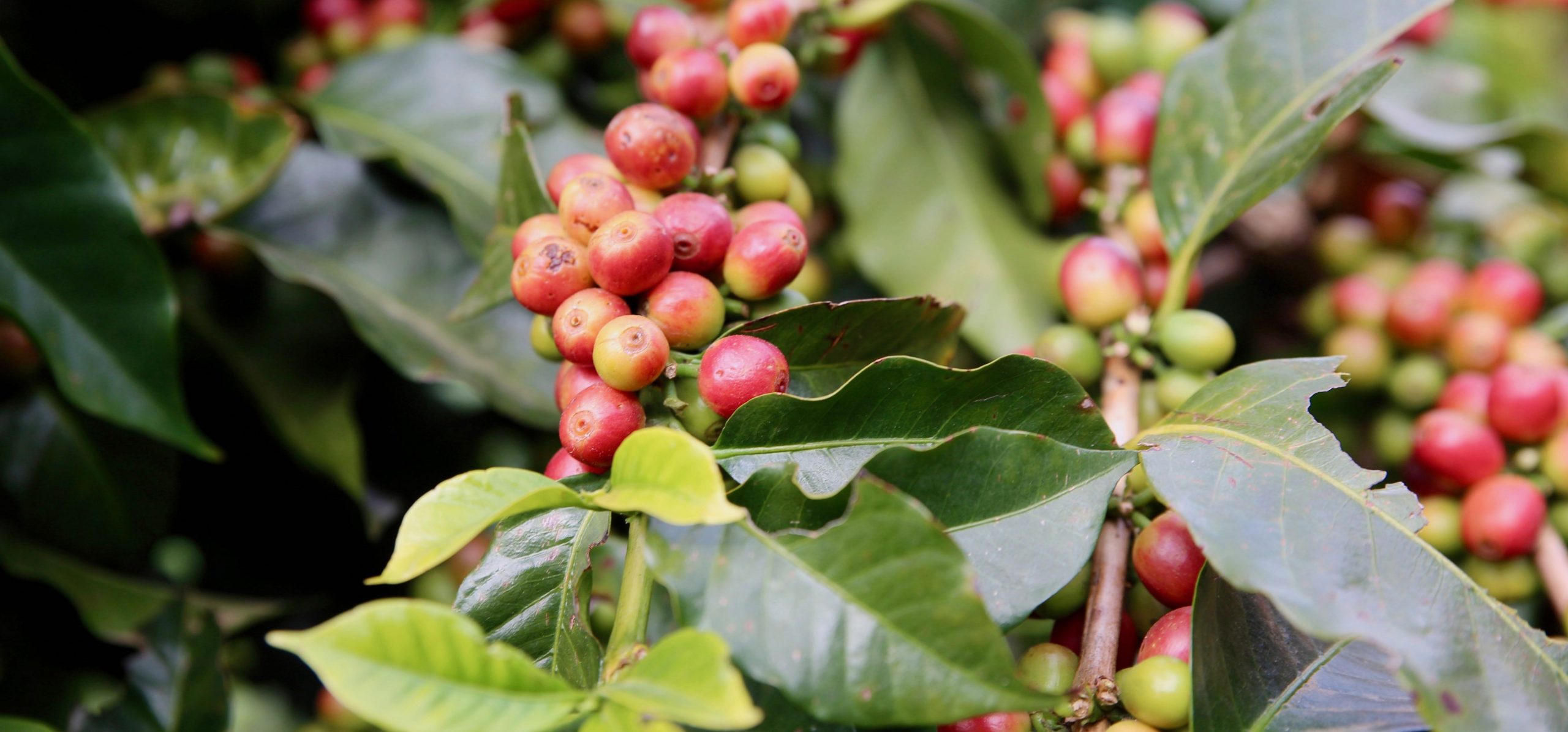 coffee farm, coffee farm in nepal