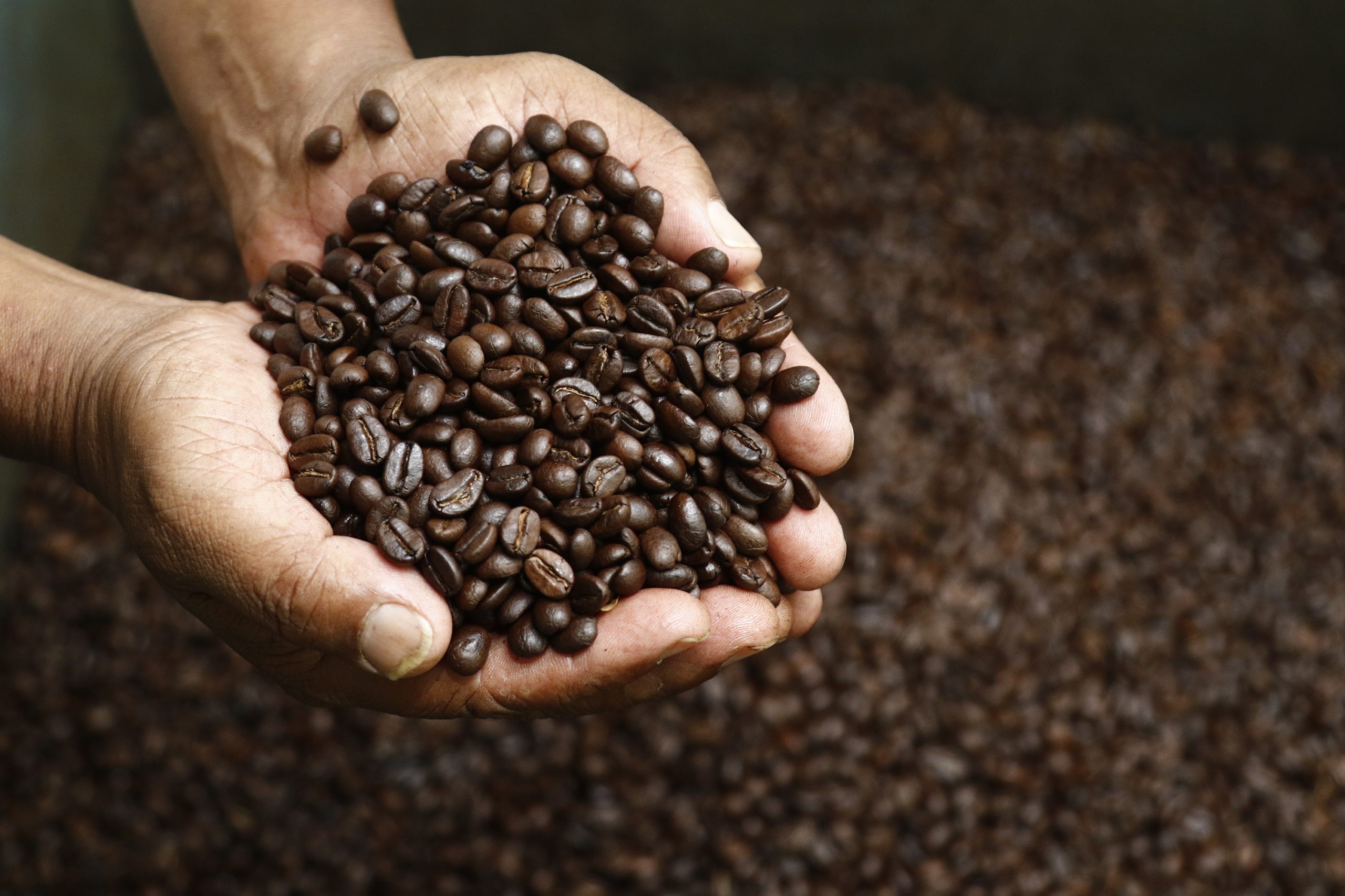 coffee farm, coffee farm in nepal