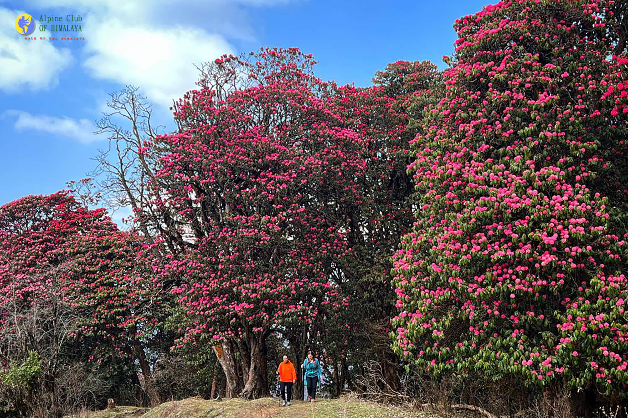 ghorepani poonhill trek, poonhill trek