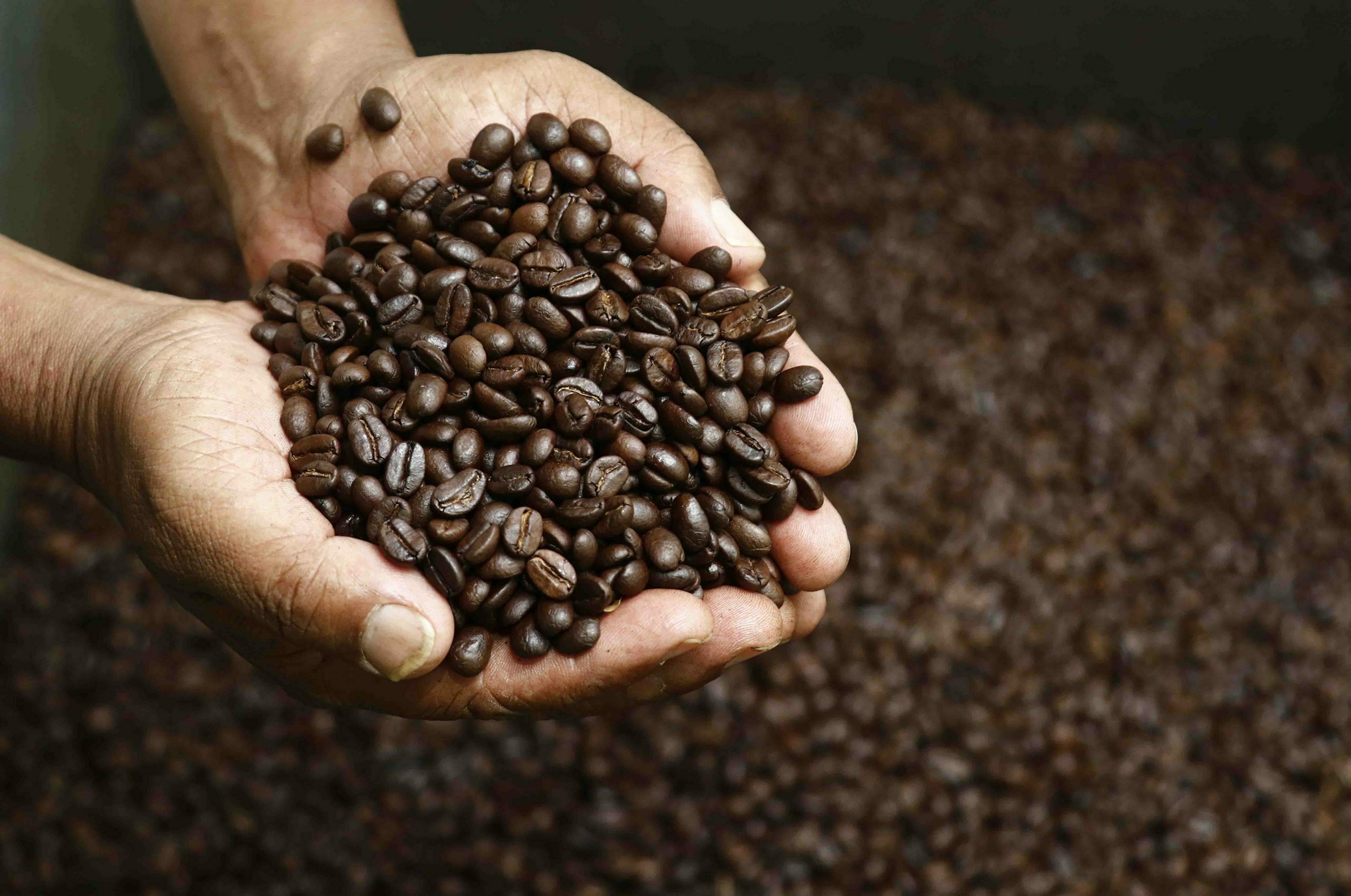 coffee farm