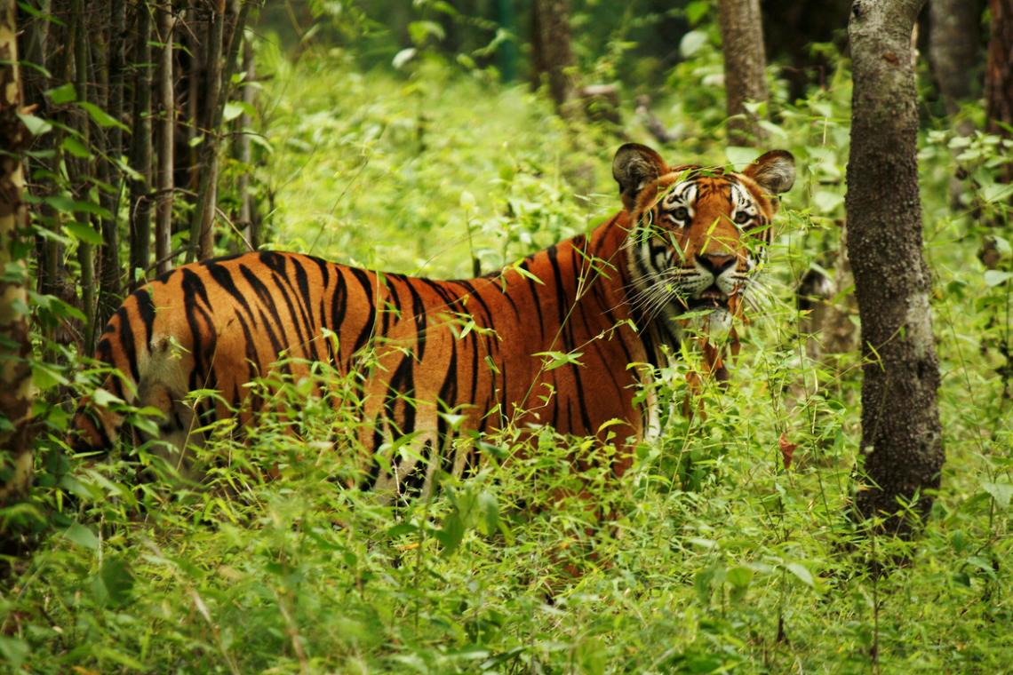 Discover the Best of Nepal, Including Bardia National Park