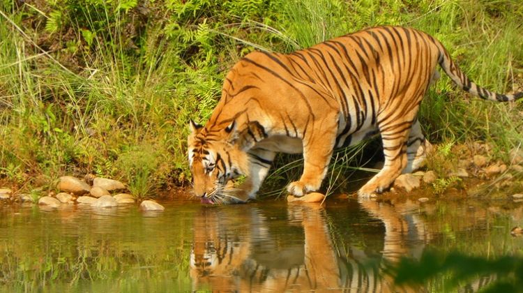 bardia national park