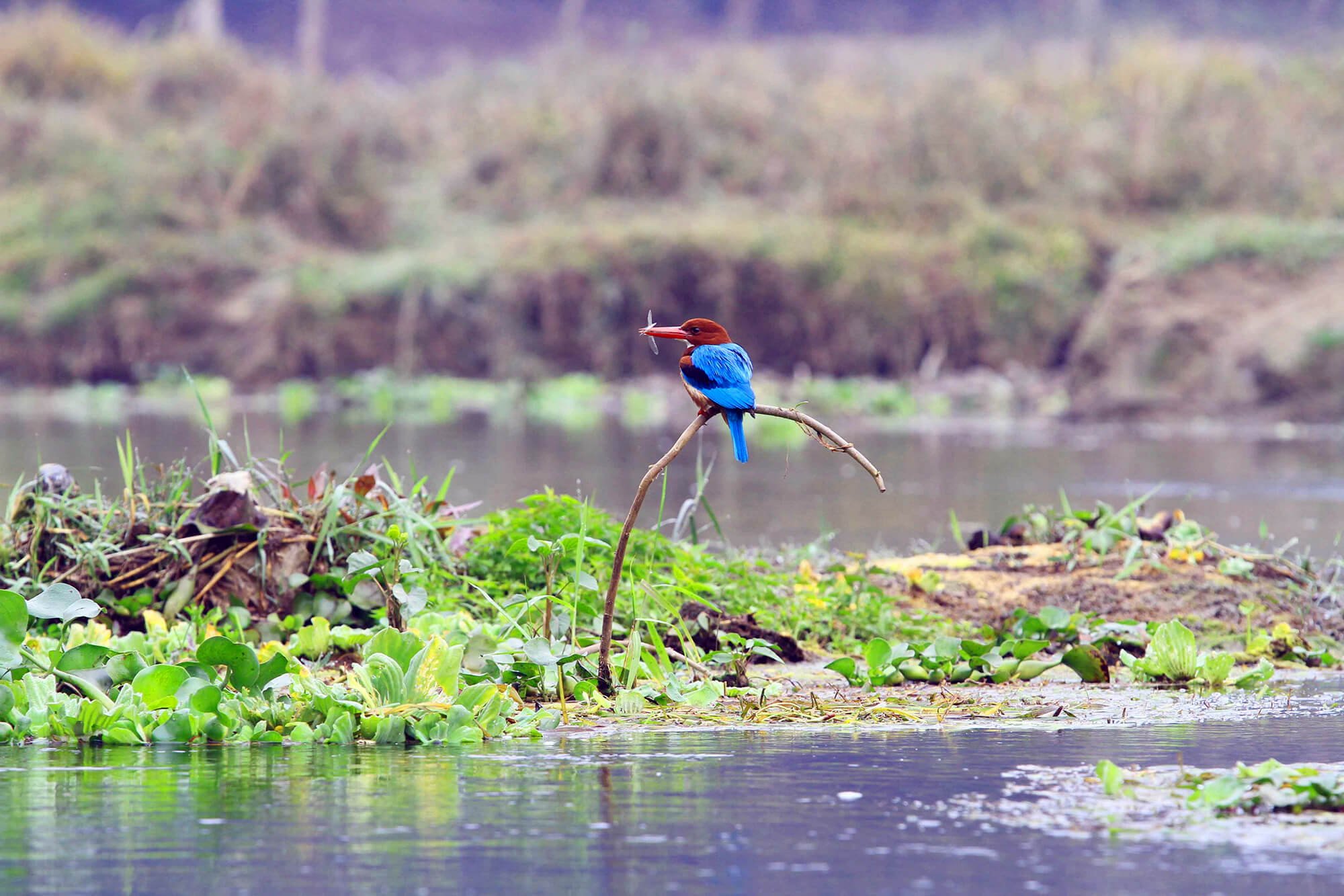 bird watching chitwan
