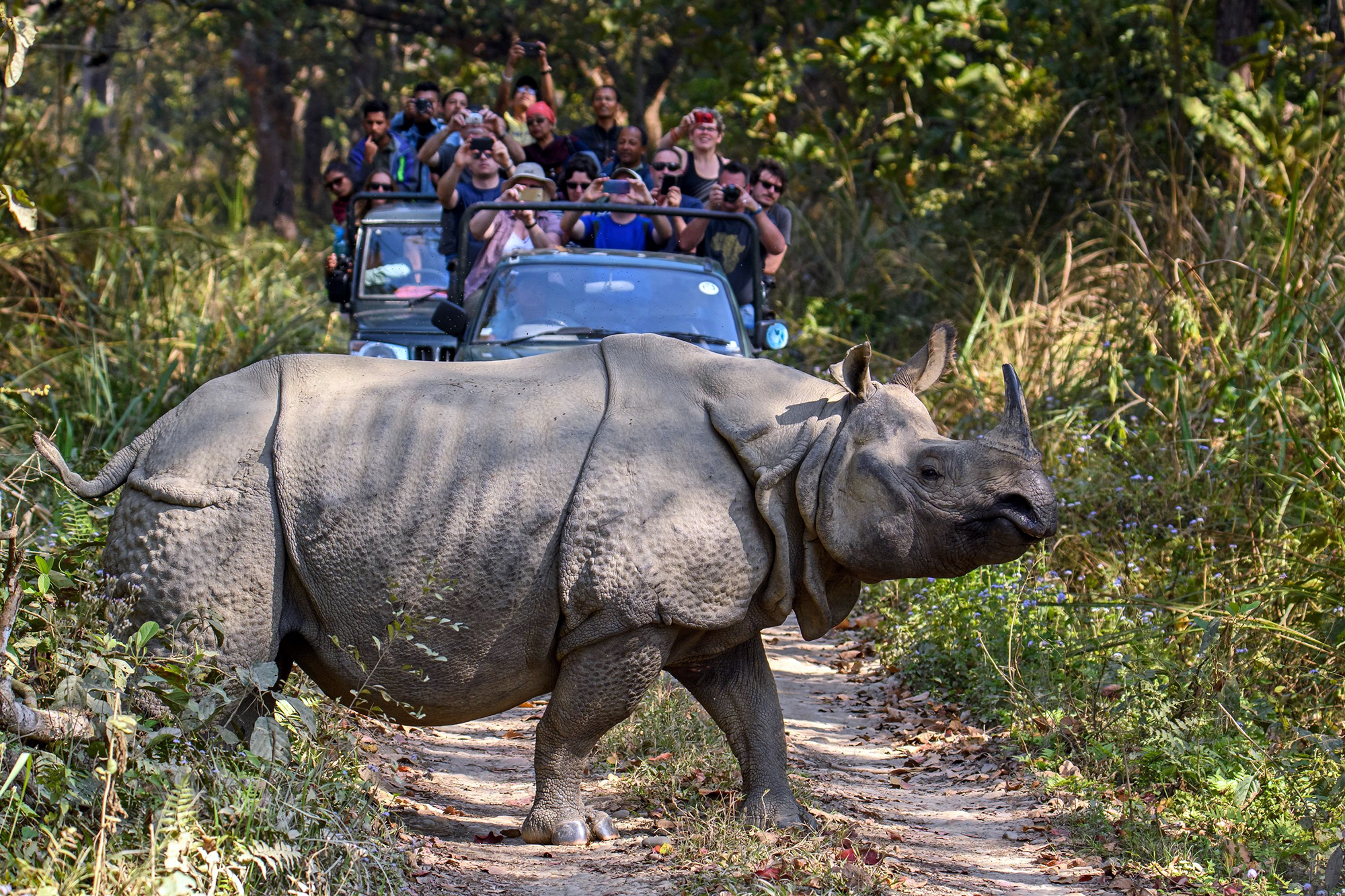chitwan jeep safari